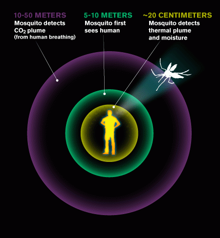 MD-FVB-Mosquito_Detection-Diagram-V2-NEWS-WEB